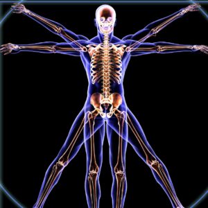 Anatomy and Physiology Level 3 Certification