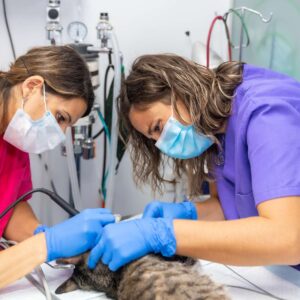 Veterinary Assistant Training Program